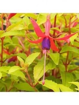 You Garden Fuchsia 'Genii' 2L