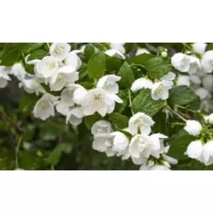 Thompson & Morgan Thompson and Morgan Philadelphus Belle Etoile 9cm Pot x 1