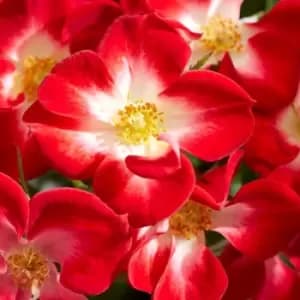 Thompson & Morgan Rose Everglow Ruby 3 Litre Pot x 1