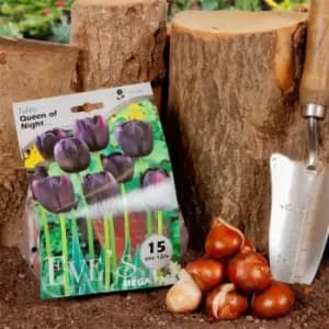 YouGarden Tulip Queen of the Night 20 bulbs size 10/11 - Brown
