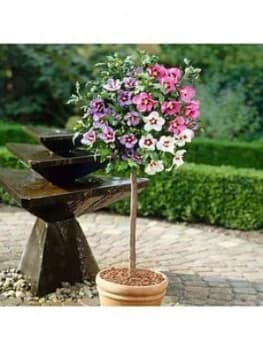 Hibiscus Tricolour Standard 6L