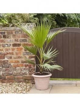 Hardy Cotton Palm Washingtonia Robusta 1M Tall 20Cm Potted Plant