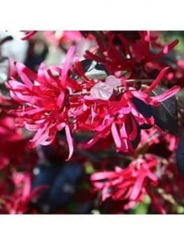 Loropetulum Black Pearl 2L