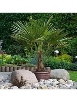 Hardy Fan Palm Trachycarpus Fortunei 17Cm Pot