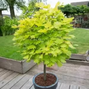 YouGarden Acer Shirasawanum 'Jordan' in 3L Pot