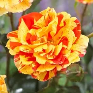 Yougarden Rose Oranges and Lemons Bare Root Bush