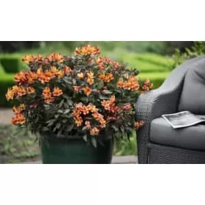 Thompson & Morgan Thompson and Morgan Alstroemeria Indian Summer 50mm Plug x 3