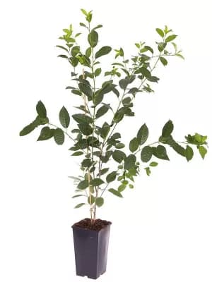 Compact Sweet Cherry Bush Athos 3L