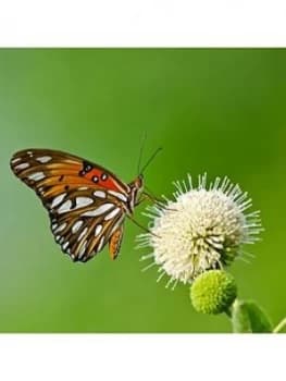 Cephalanthus -Magical Moonlight 3L 50Cm (Buttonbush)