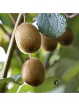 Self Fertilising Kiwi Bush Jenny 2L Pot