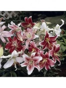 Pack Of 25 Mixed Oriental Lily Bulbs
