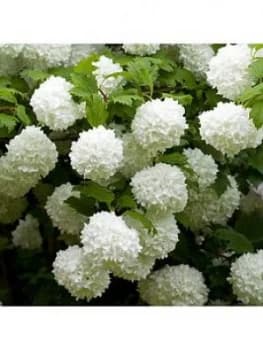 You Garden Viburnum Opulus 'Roseum' 3L