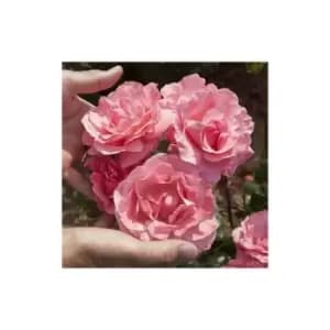 Rose 'Queen Elizabeth' 3L Potted