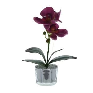 The Flower Patch Purple Orchid in Glass Pot 26cm