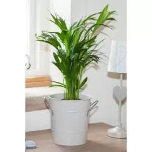 Areca 40cm Palm Plant