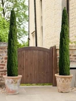 Pair Of Italian Cypress Trees 80-100Cm Tall