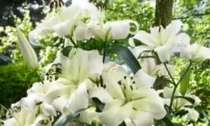 Tree Lily Pretty Woman: 5 Bulbs