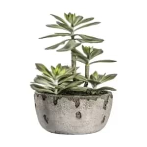Crossland Grove Kalanchoe Pale Green W/ Rustic Pot 230X230X270Mm