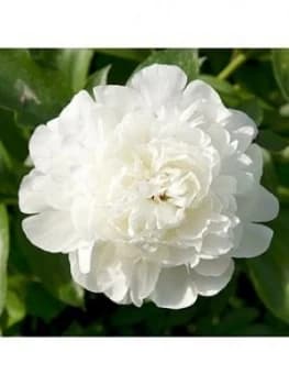 Paeony 'Duchesse De Nemours' X 3 Bare Roots