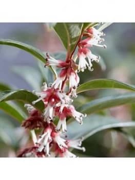 You Garden Sarcococca Wintergem 4.6L