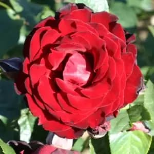 YouGarden Climbing Rose 'Dublin Bay'