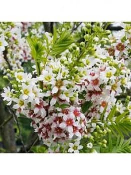 Xanthoceras Sorbifolium 3L