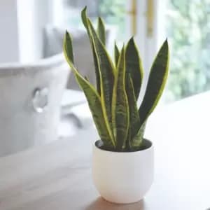 Thompson & Morgan Sansevieria (Snake Plant) Trifasciata Var. Laurentii 12cm Pot x 1