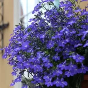 Pack of 20 Lobelia Crystal Palace Blue Plants