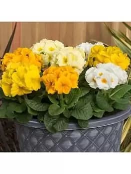 Polyanthus Spring Fever Mixed 20 Garden Ready Plants