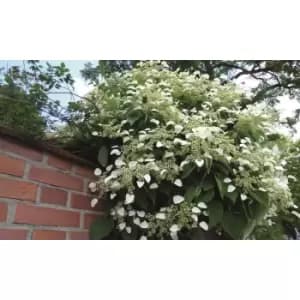 Thompson & Morgan Thompson and Morgan Hydrangea Anomala Petiolaris 9cm Pot x 1