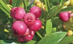 Pink and Blue Blueberry Plant Collection, Pink Sapphire and Powder Blue, Two, Red