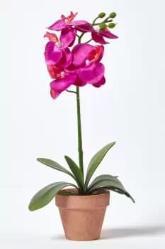 Dark Pink Phalaenopsis Orchid with Brown Pot