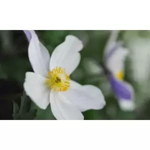 Thompson & Morgan Thompson and Morgan Anemone 'Wild Swan' 7cm Pot x 2