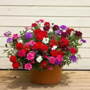 Yougarden Verbena Trailing Collection X 12 Plug Plants