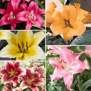 Yougarden Mixed Skyscraper Lilies Collection x 25 Bulbs