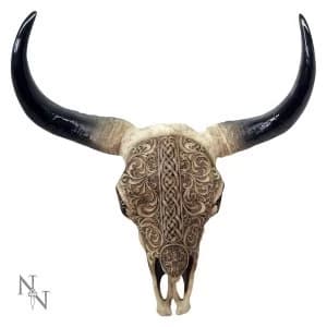 First Nation Buffalo Skull