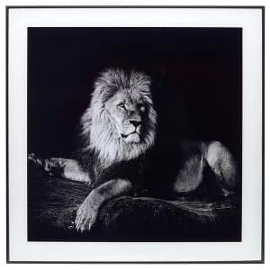 Decor Picture Square Large Lazing Lion