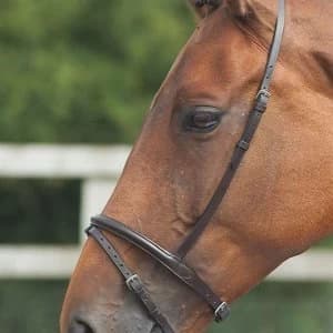 Blenheim Flash Noseband - Havana