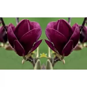 Thompson & Morgan Thompson and Morgan Magnolia Genie 9cm Pot x 2