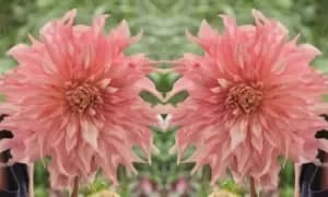 Dahlia Penhill Watermelon Plants: One Tuber