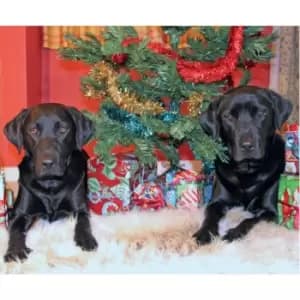 Kevin Milner Christmas In Labradorland Christmas Card (One Size) (Multicoloured)