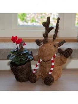 Sisal Sitting Moose & Flowering Cylamen 10.5Cm Pot