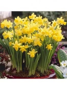 100 X Narcissus Tete A Tete Bulbs 8/10