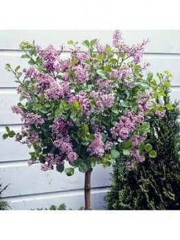 Dwarf Lilac Standard 1M Tall 3L Pot