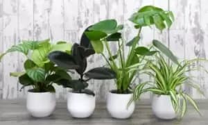 Urban Jungle Houseplant Collection: Three