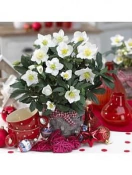 Set Of 3 Helleborus 'Christmas Carol' In 1L Pot
