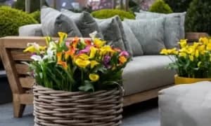 Calla Lily Spectrum Mixed Bulbs: 10