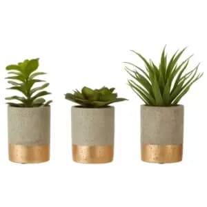 Set of 3 Succulents in Grey & Gold Ceramic Pot