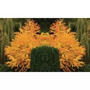 Thompson & Morgan Thompson and Morgan Katsura Tree 9cm pot - 3 plant