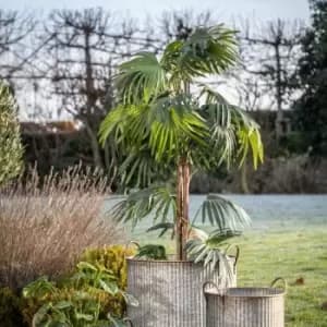 Crossland Grove Chinese Fan Palm H1680Mm